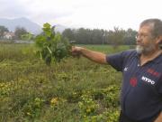 Pobiranje fizola 1.jpg