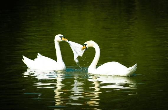 Igor_Rosina_-_Laboda___boj_za_preivetje