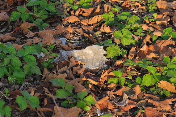 Niko_Gorek_-_Vreka_v_listju